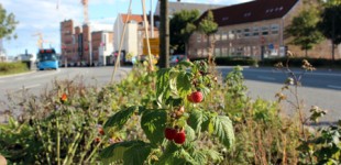Traffic Island Edible Landscape / Aug-Sep (2012)