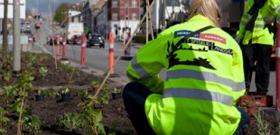 Traffic Island Edible Landscape / April-May (2012)